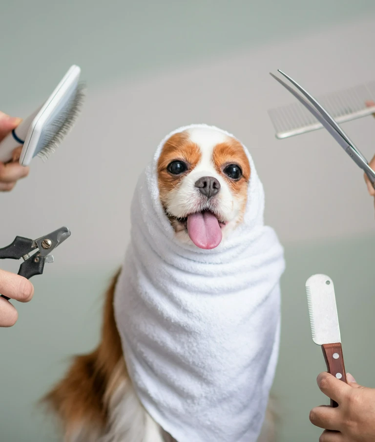 pies owinięty ręcznikiem